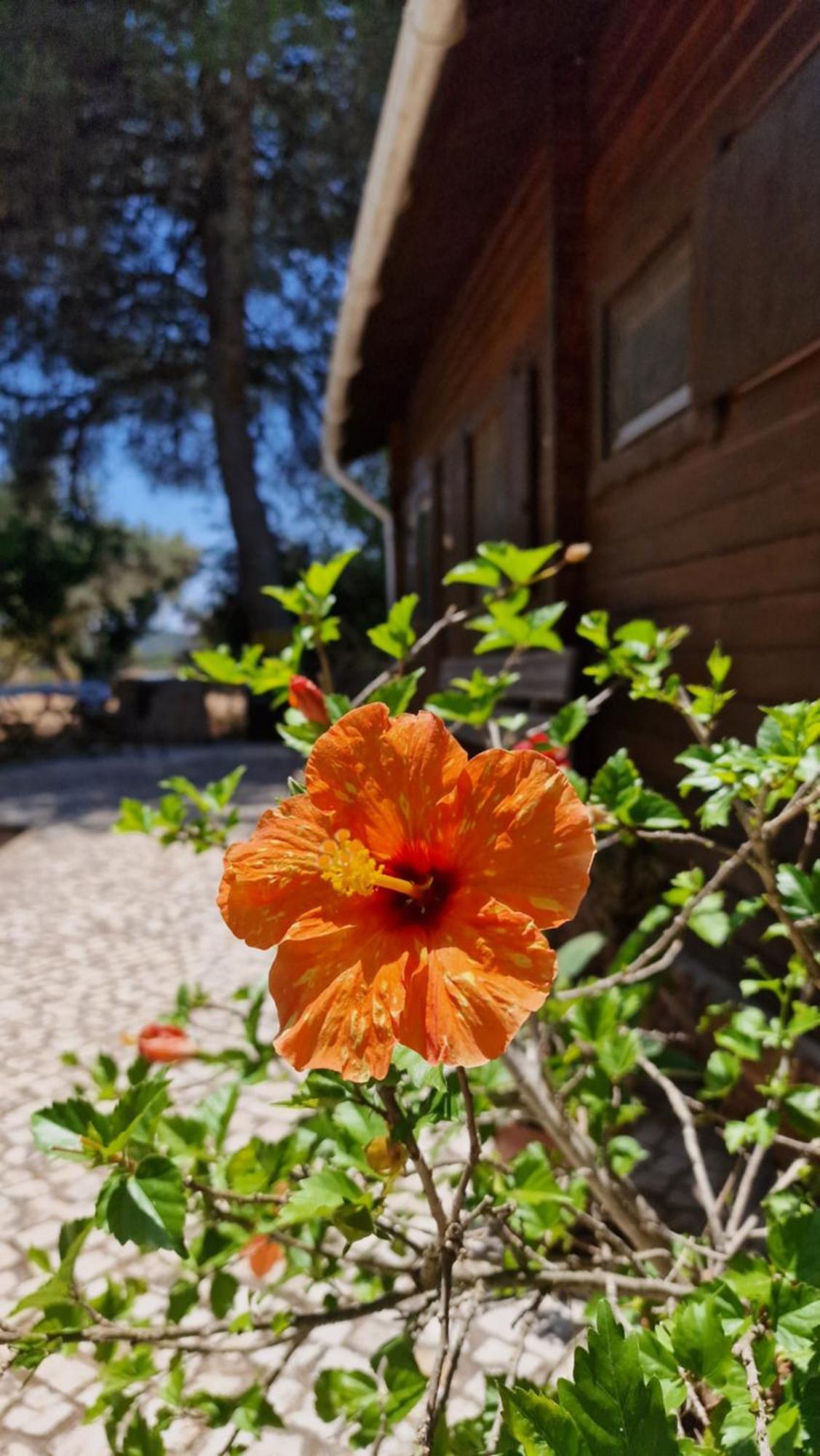 Chalet Villa Mosquito Silves Ngoại thất bức ảnh